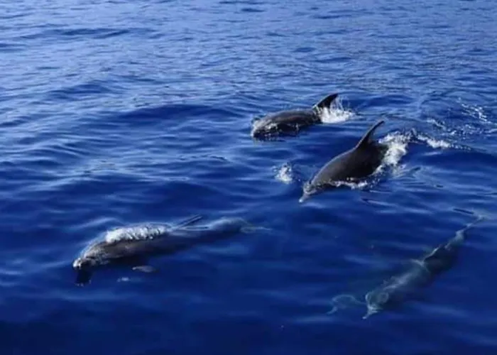 Апартаменты Cerca De La Playa Сантъяго-дель-Тейде